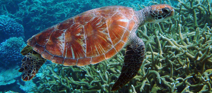 Tortuga verde